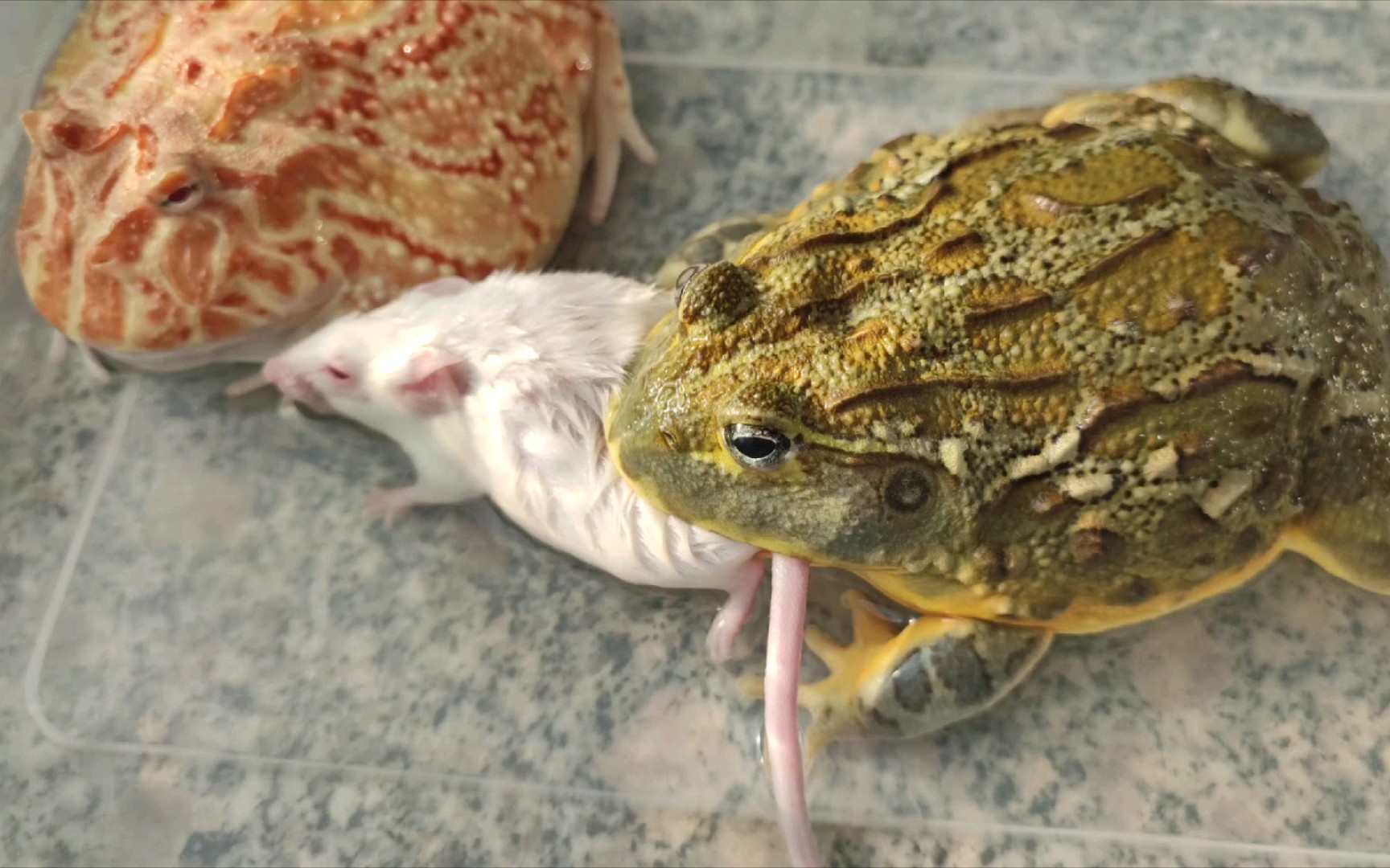 非洲牛蛙吃白鼠