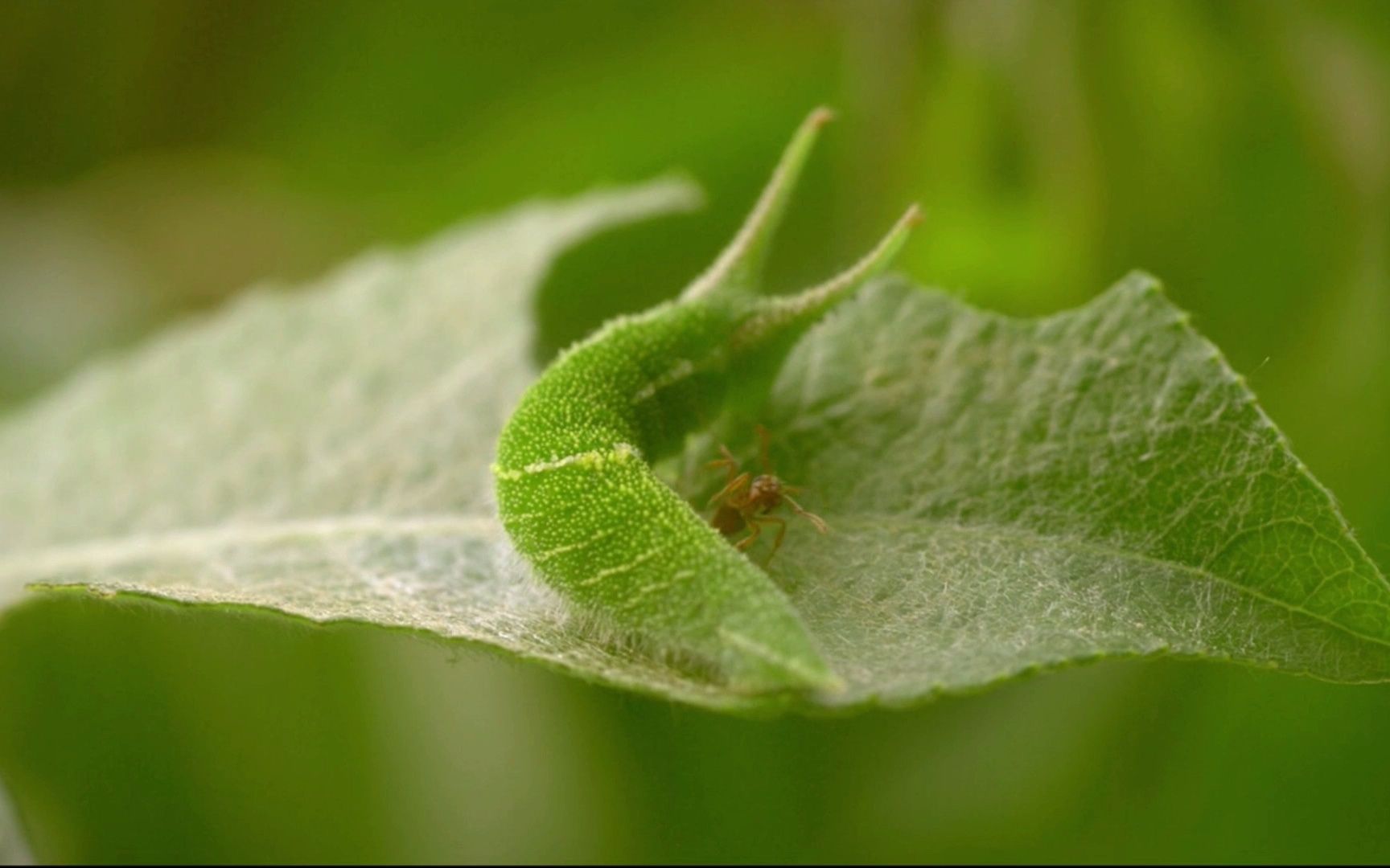 随手拍:虫蚁大战,咦,这不是糖宝嘛