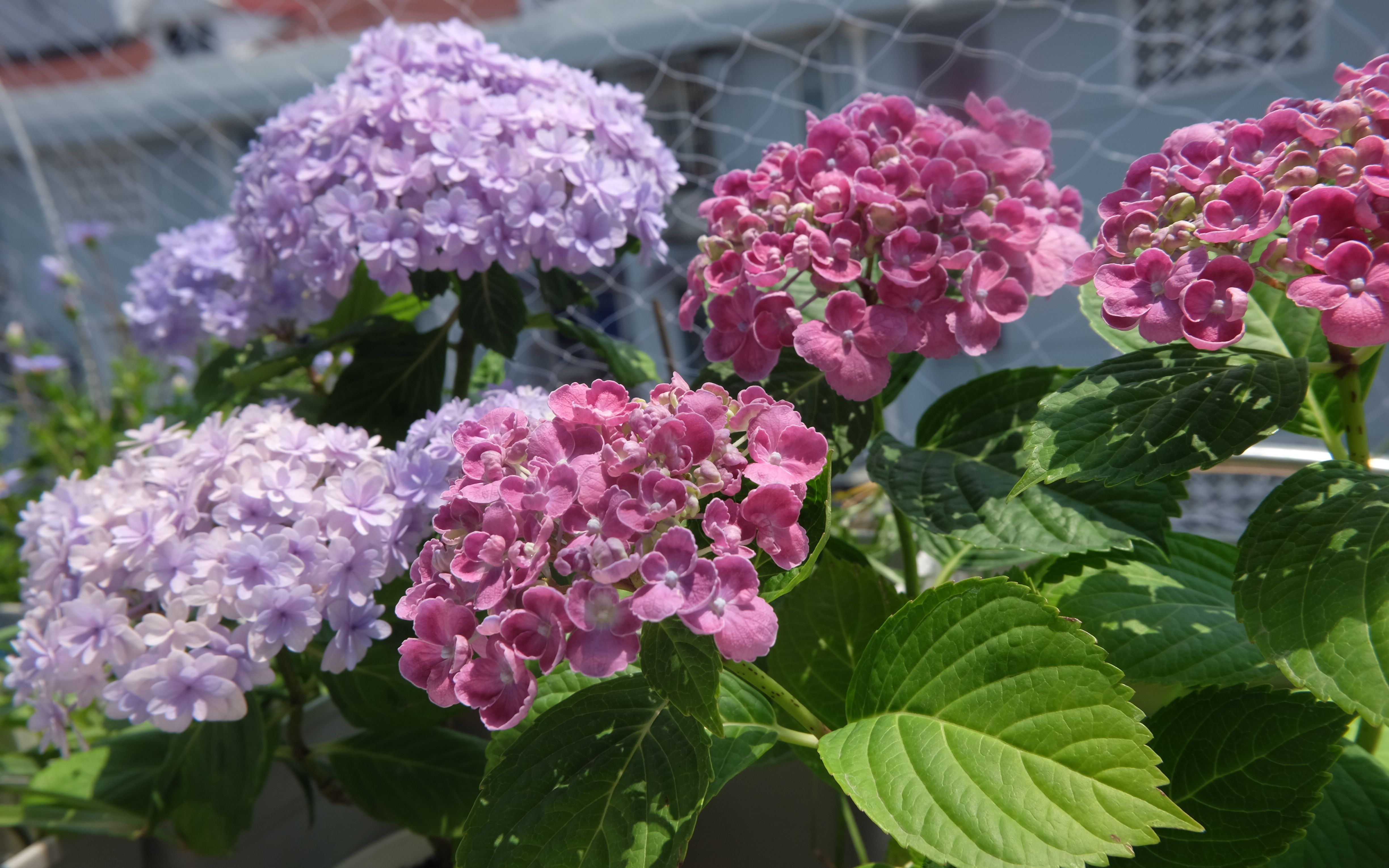 绣球 花手鞠 & 爆米花 (今年木有刻意调色)