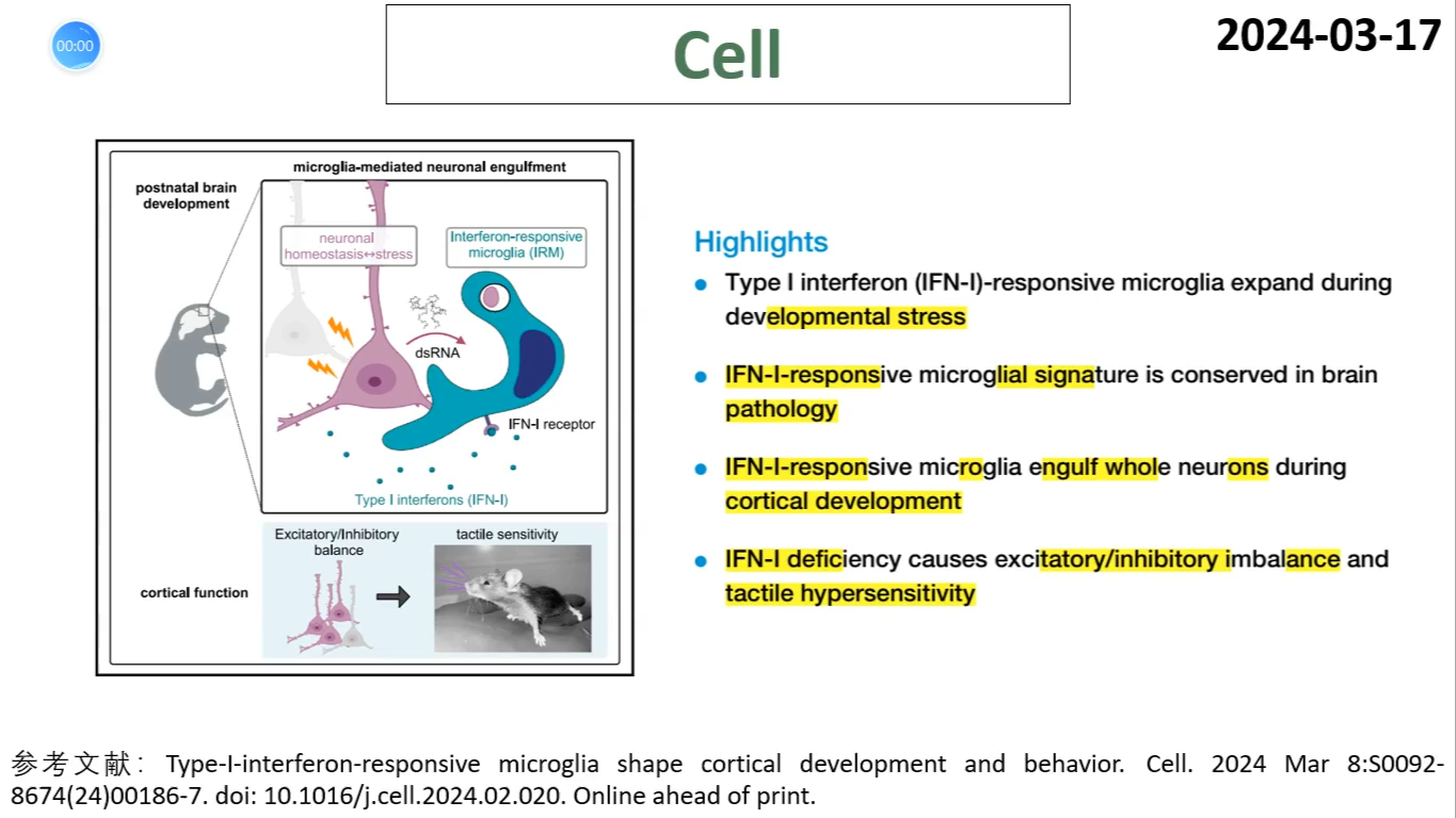 Cell—小胶质细胞研究重磅:I型干扰素反应性小胶质细胞修饰大脑皮层发育和行为哔哩哔哩bilibili