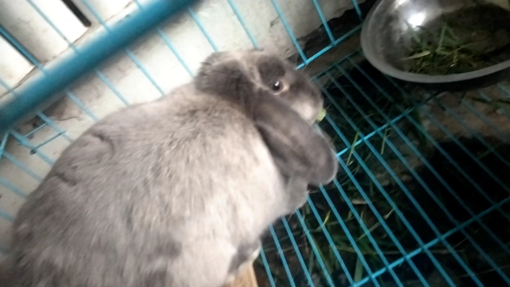 壁纸 动物 兔子 1024_576