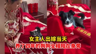 Tải video: 女主人出嫁当天，养了四年的狗狗全程陪在身旁，“满眼都是主人”