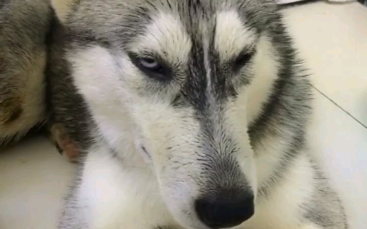 原来二哈哭起来是这样的_哔哩哔哩 (゜-゜)つロ 干杯~-bilibili