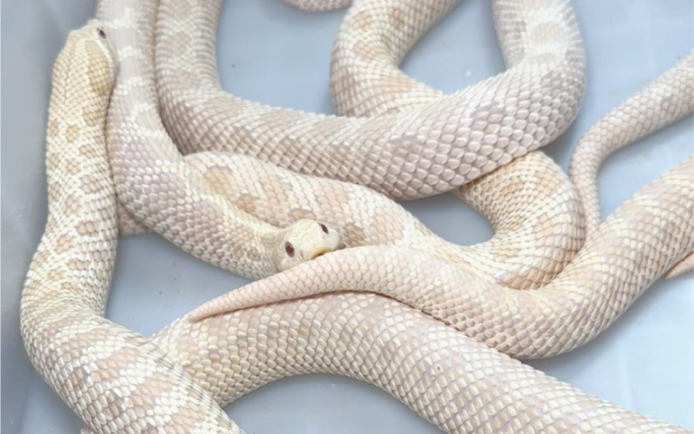 白化康达猪鼻蛇图片