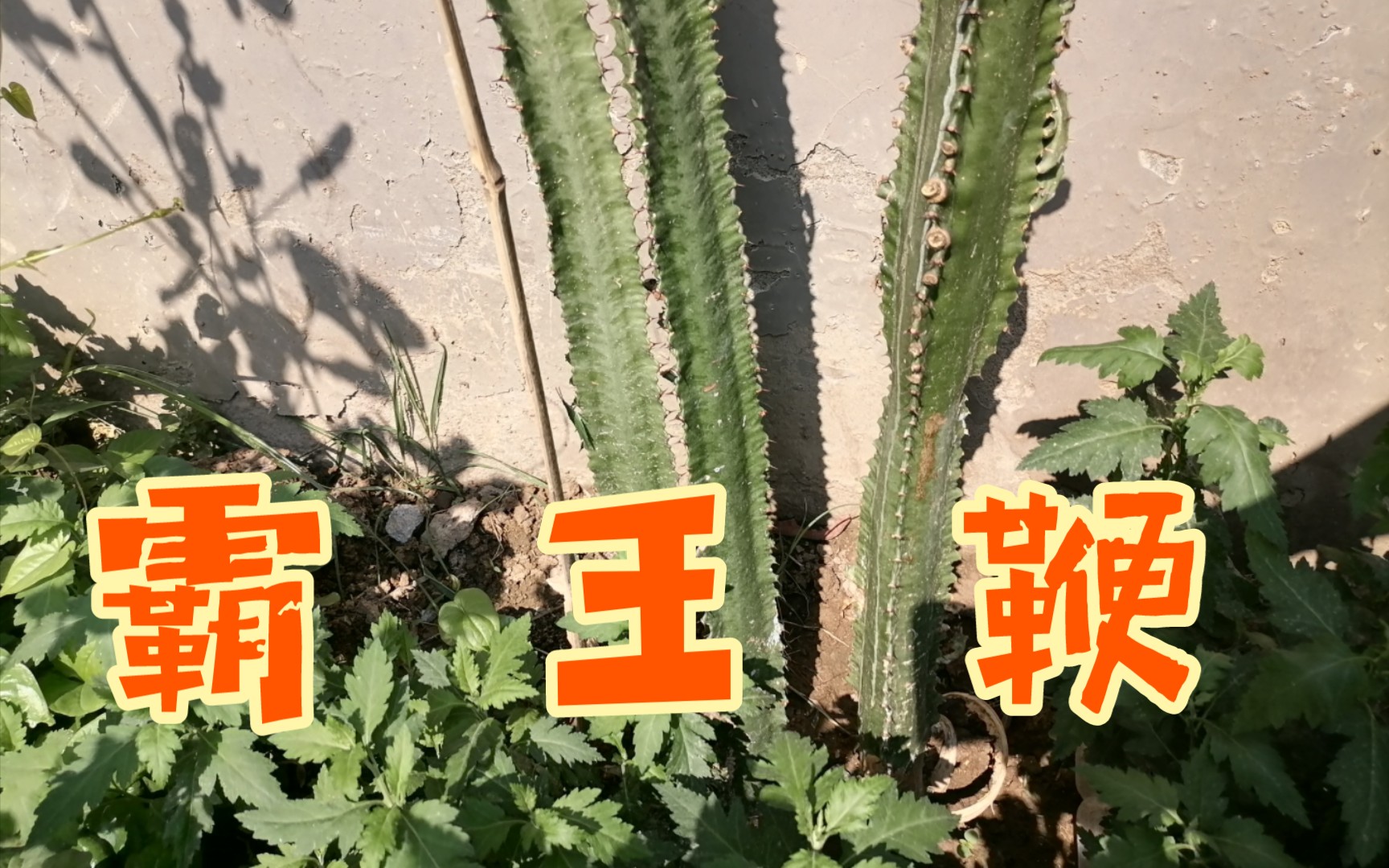 [图]霸王鞭－霸气的名字，霸气的植物