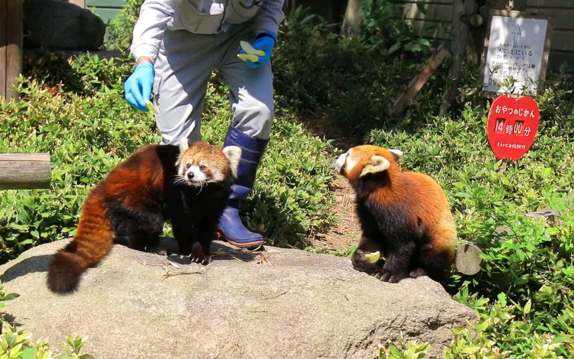 【小熊猫】生活不易多才多艺咯,小熊猫向饲养员卖萌打滚讨食【日本九州福冈市动物园】Red panda哔哩哔哩bilibili