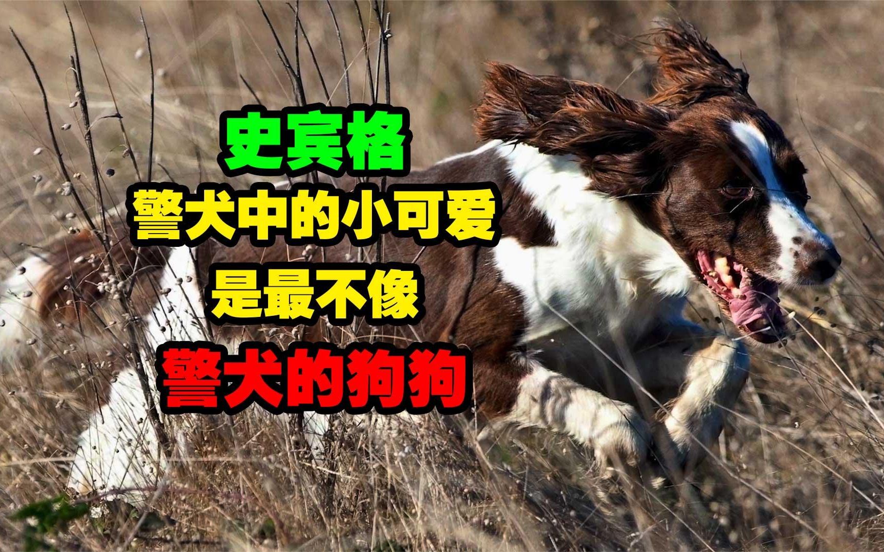 史宾格,是警犬中的小可爱,是警犬中最不像警犬的狗狗