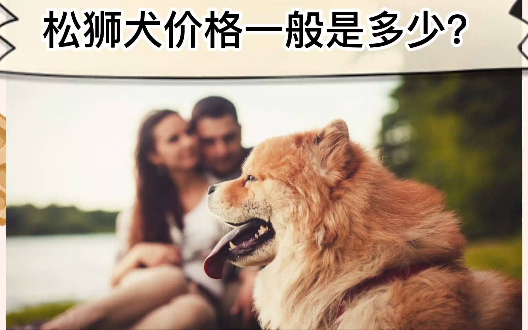 松狮犬价格一般是多少?哔哩哔哩bilibili