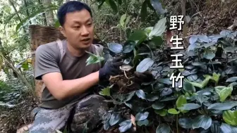 Tải video: 野生王竹，一抓一大把，整座山都是