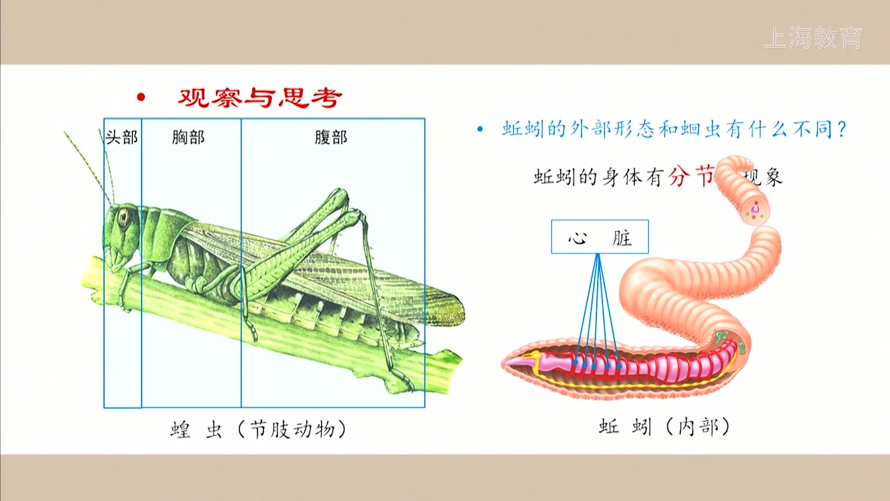 活动 观察蚯蚓哔哩哔哩bilibili