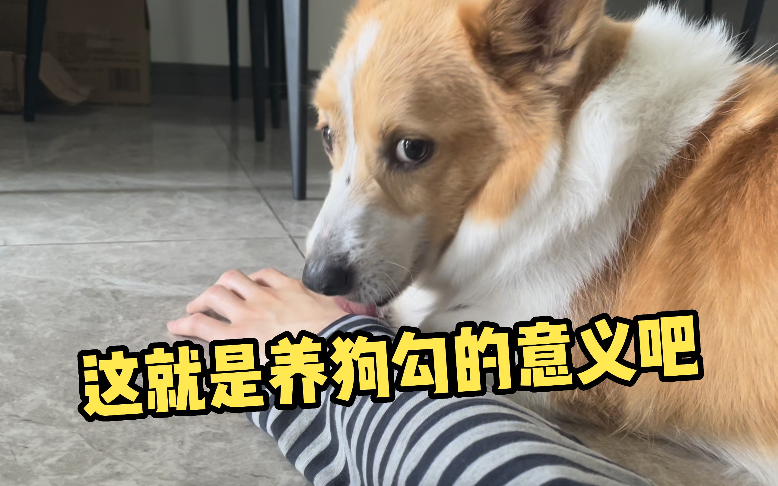 这就是养狗勾的意义吧-天鹅日记本-天鹅日记本-哔哩哔哩视频