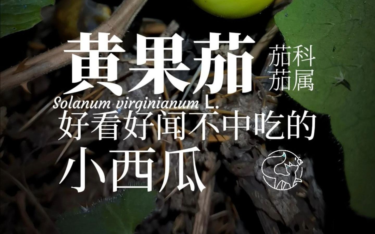 喀西茄黄果茄毛果茄这长相相似的一家子呀~哔哩哔哩bilibili