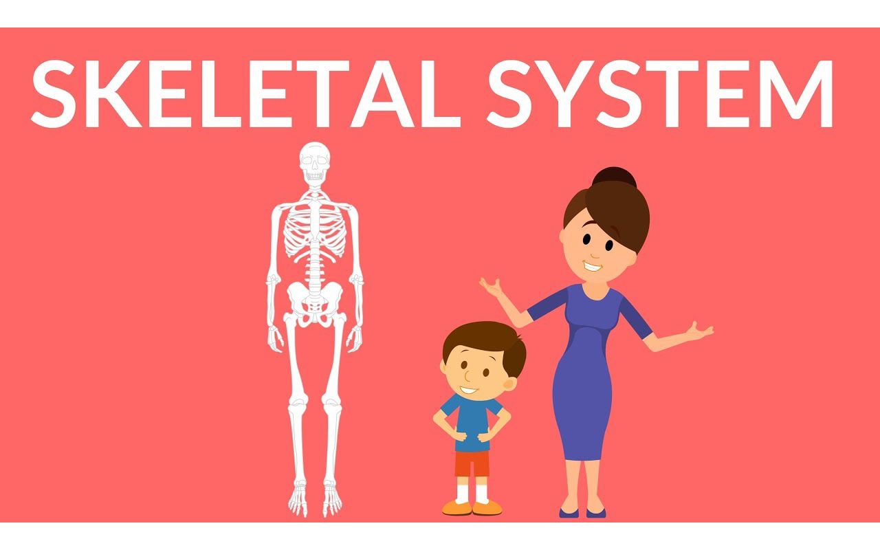 [图]Skeletal System ｜ Human Skeleton