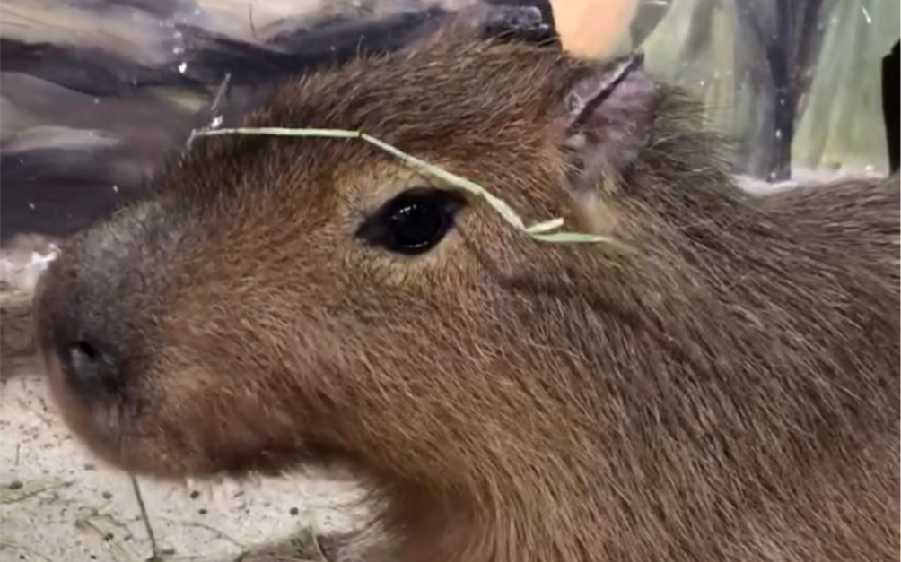 豚豚子的呆萌吃播(17ì _ í17)_哔哩哔哩 (゜-゜)つロ 干杯