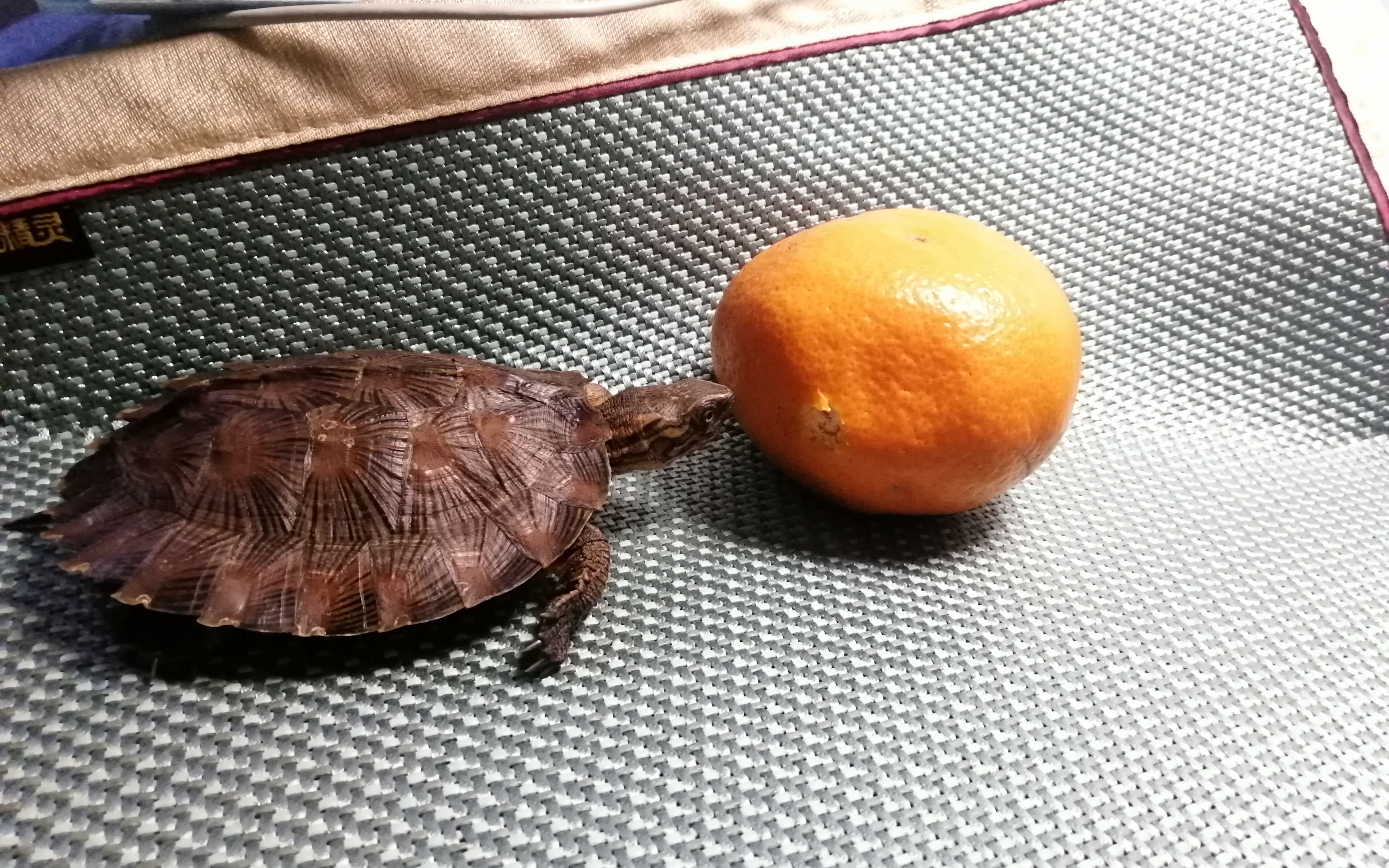 【美丽摄龟】雯雯尝试偷吃橘子