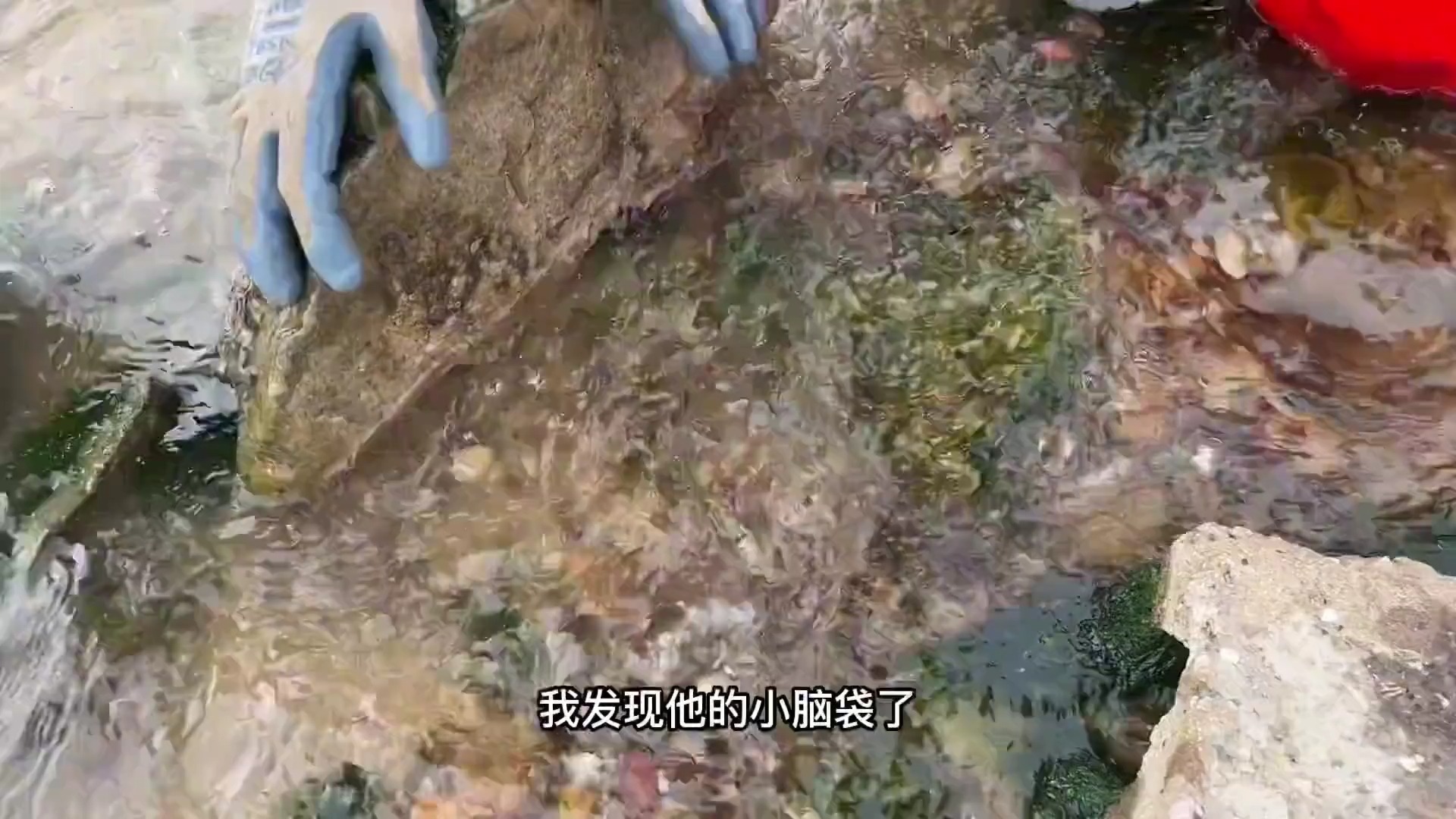 黑头鱼搁浅岸边被牛牛成功抓获,还有好几条受伤的!回家做鱼汤喝哔哩哔哩bilibili