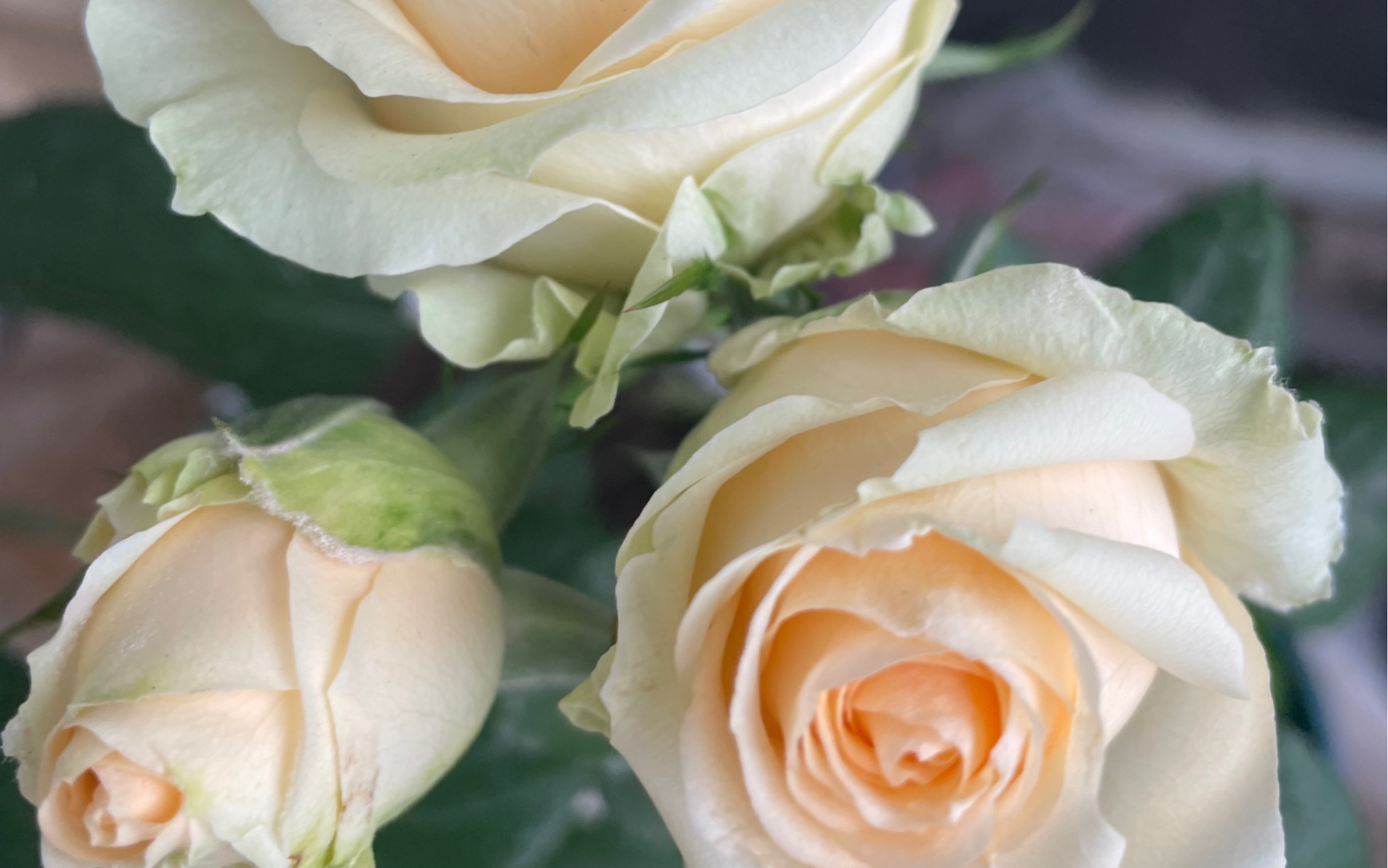 蜜桃雪山 香槟玫瑰 阳台上的多头切花月季