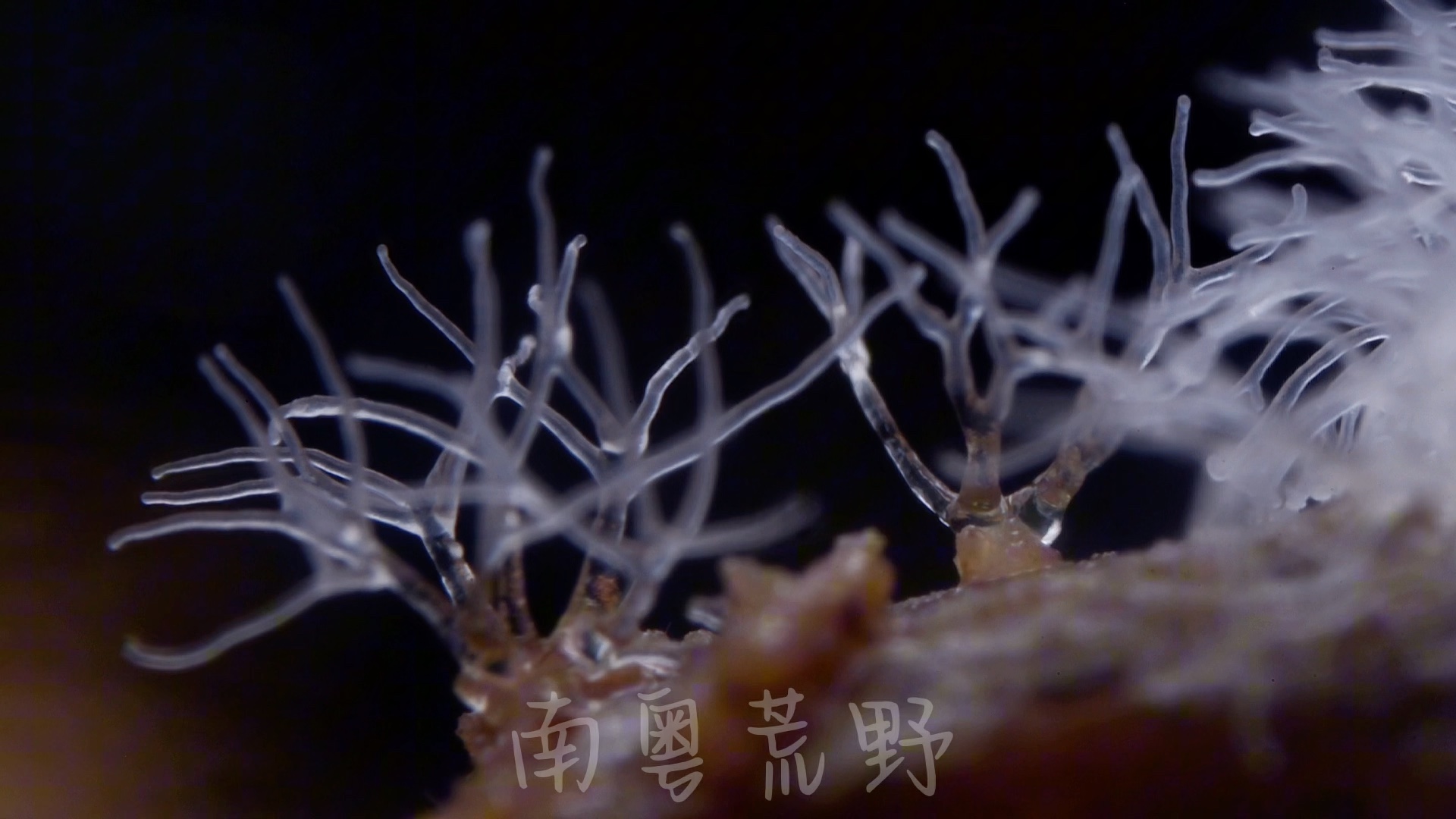 鹅绒菌-南粤荒野2020-南粤荒野2020-哔哩哔哩视频