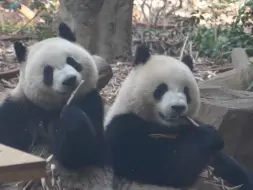 Скачать видео: 我都不敢想以后北辰和文静要是生宝宝脸会有多圆（左文静 右北辰）#大熊猫北辰 #大熊猫文静 #小甜包