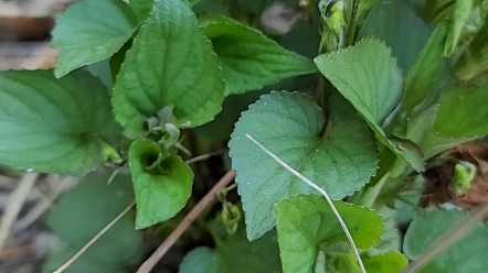 我这叫野苏子,学名藿香