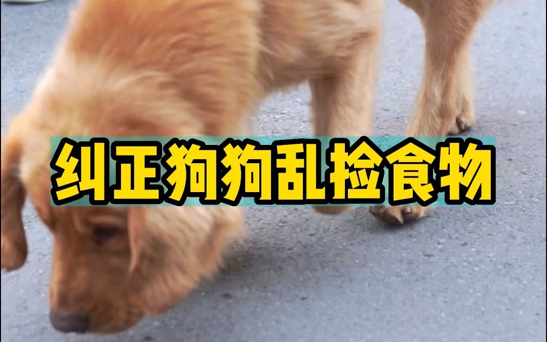 [图]狗狗总是乱捡地上的东西，看看训犬师怎么纠正