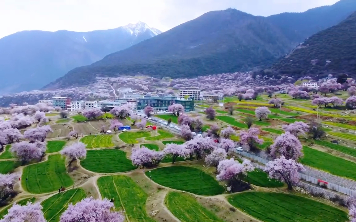 林芝桃花节 索松村 航拍