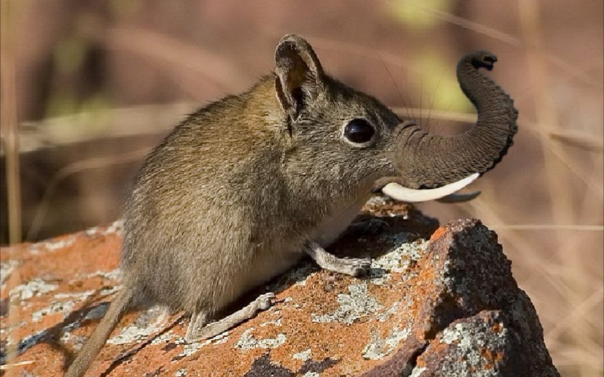 《象鼩:没有人能阻止我奔跑,除了一坨翔》