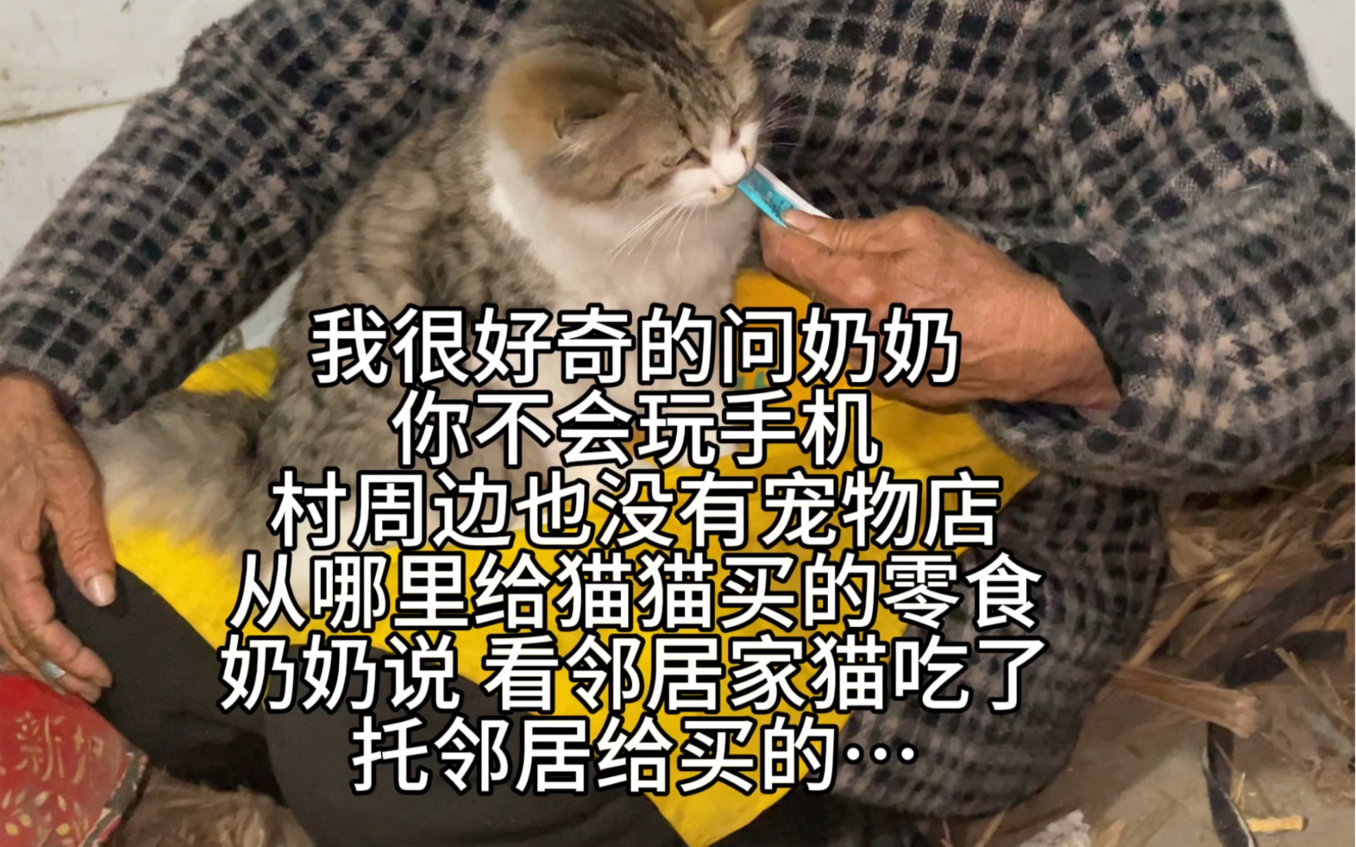 奶奶:别人家的小猫有的 咱也要有!哔哩哔哩bilibili