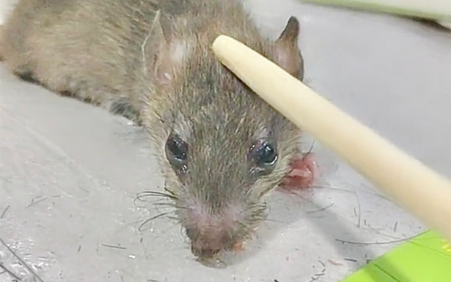 老鼠:"再见了,世界"