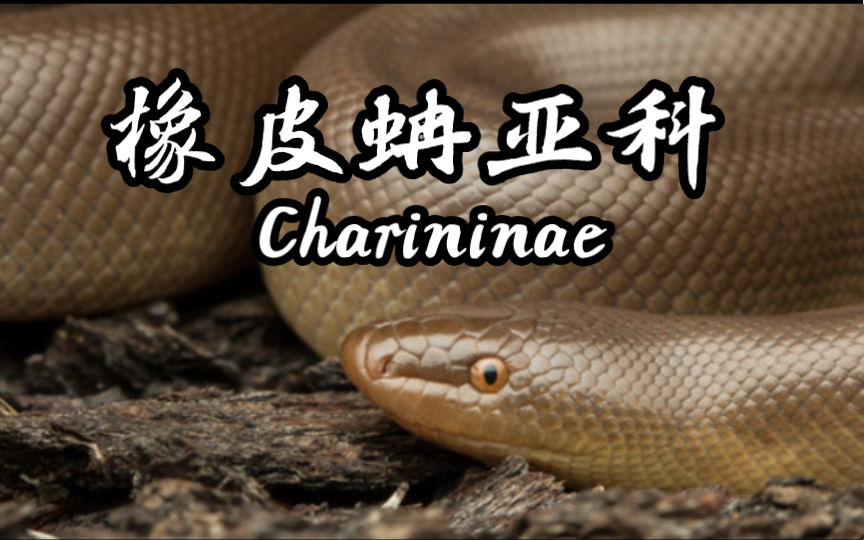 【图鉴】橡皮蚺亚科Charininae哔哩哔哩bilibili