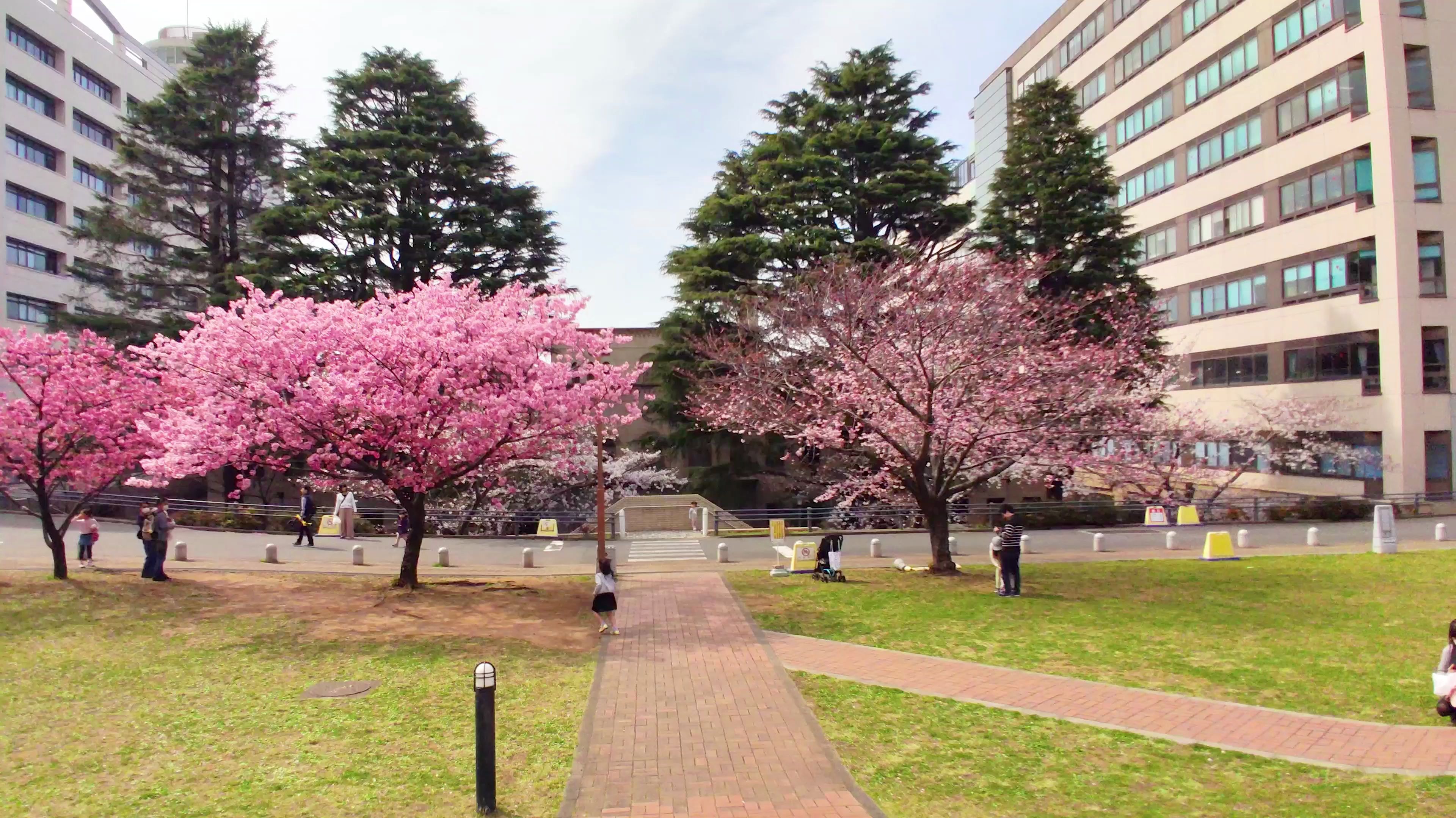 【樱花】東京工業大学【2020年3月21日】