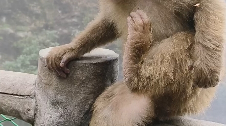 猴子爬栏杆挠痒痒