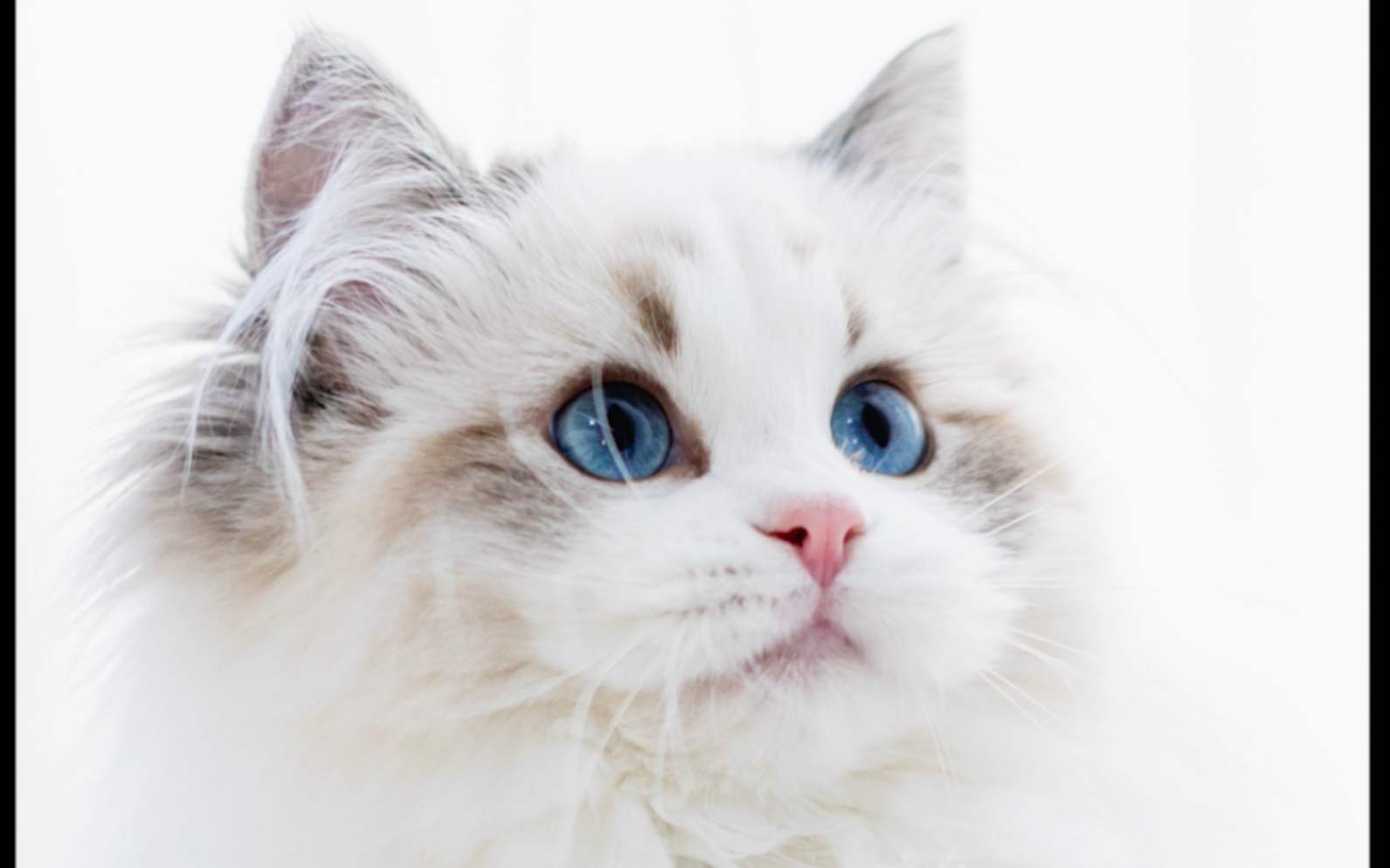 【猫】2020喵片日记,2021一起加油!