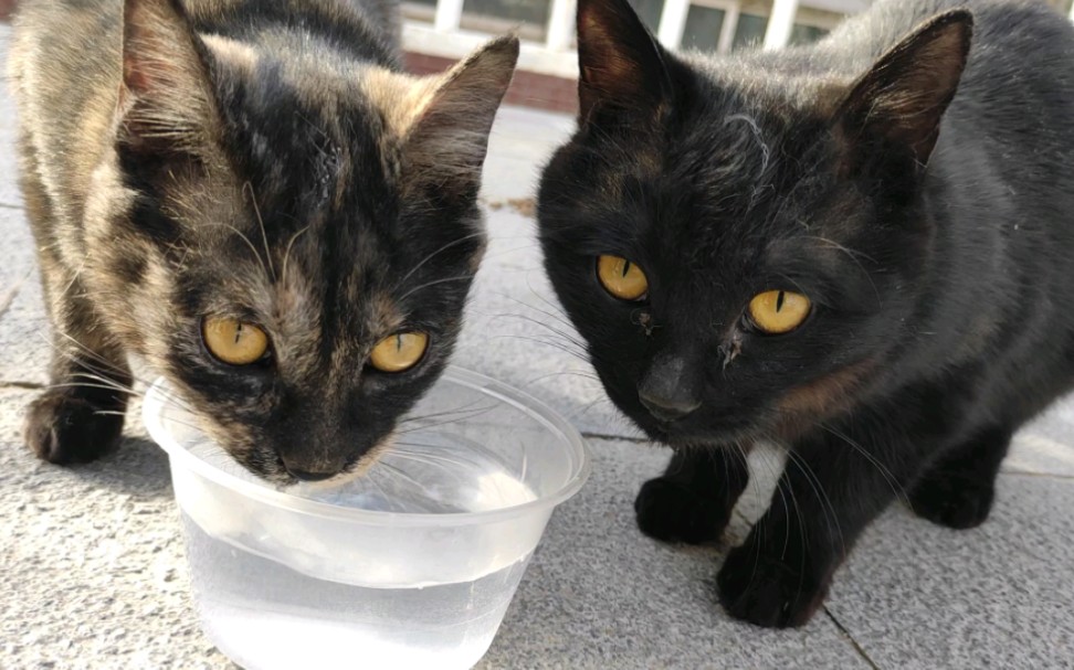 【黑猫】【玳瑁猫】猫猫喝水