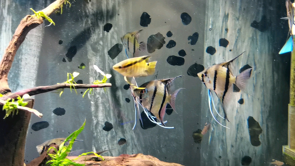 捕食斧头燕子的画眉鲷