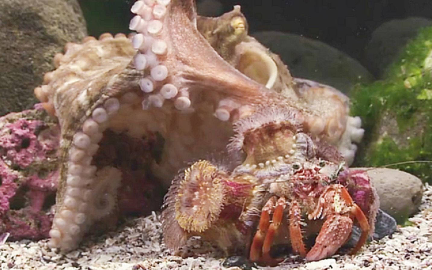【精彩片段】章鱼捕食各种螃蟹,最后却拿寄居蟹没有办法!