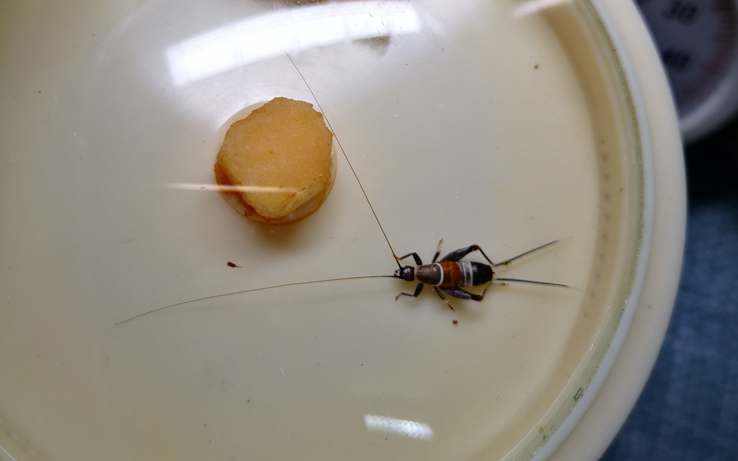 鸣虫山仙子鸣叫