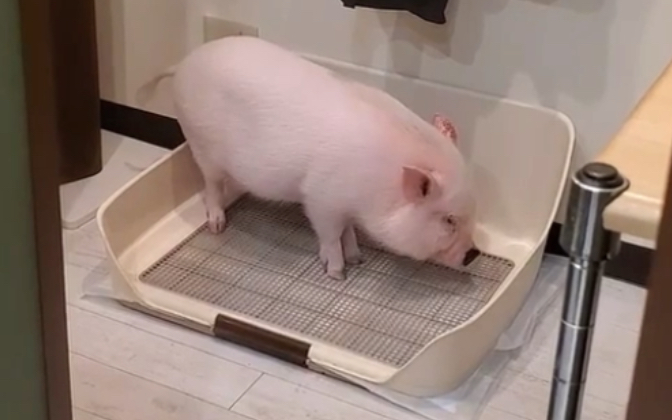 很多人不知道其实猪是懂得定点上厕所的