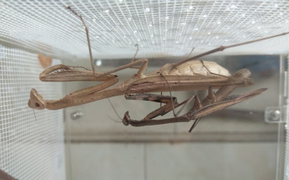 【棕静螳】捕食螽斯