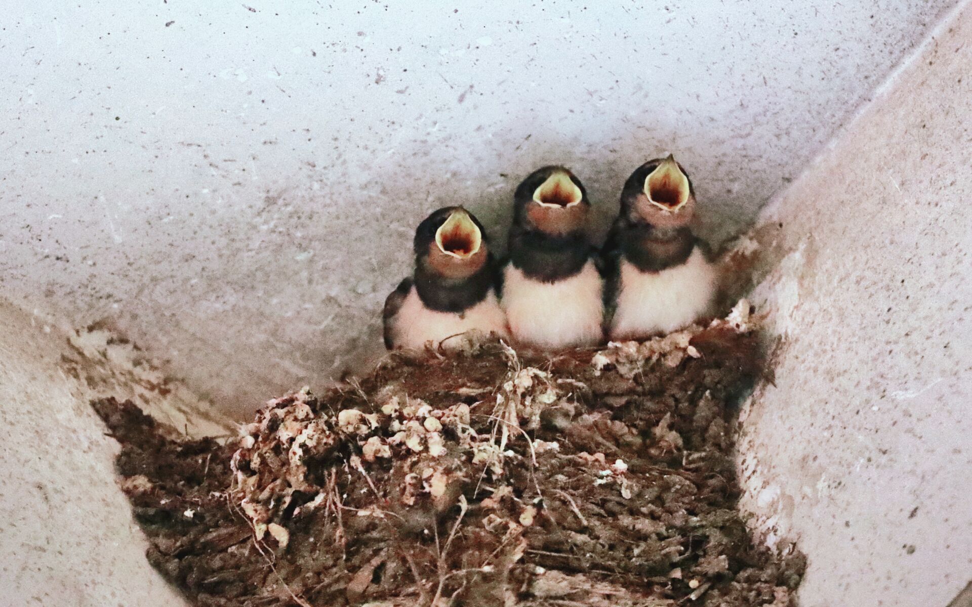 【燕实录】闹市区屋檐下的燕子