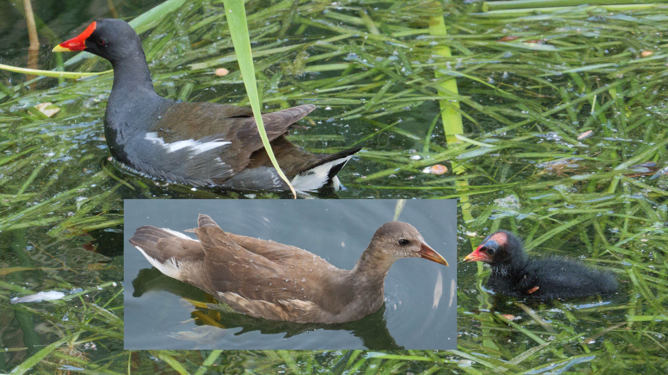 秃头小鸡,光明中鸡,阴暗大鸡