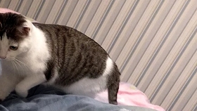 土猫包u0026豆】异常活跃的包姐姐挑衅困觉的豆豆_哔哩哔哩(゜-゜)つロ干杯 