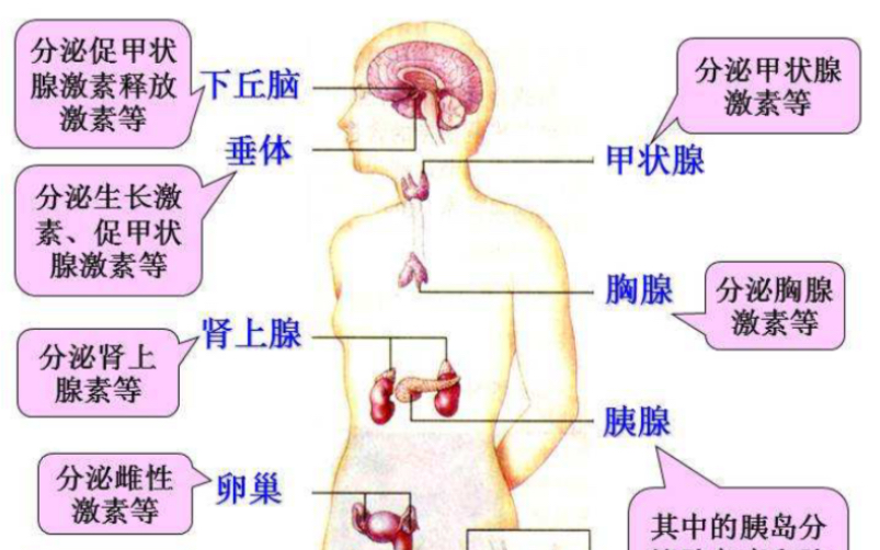 激素调节复习~(激素的本质,特点,受体位置,激素最终去向)哔哩哔哩bilibili