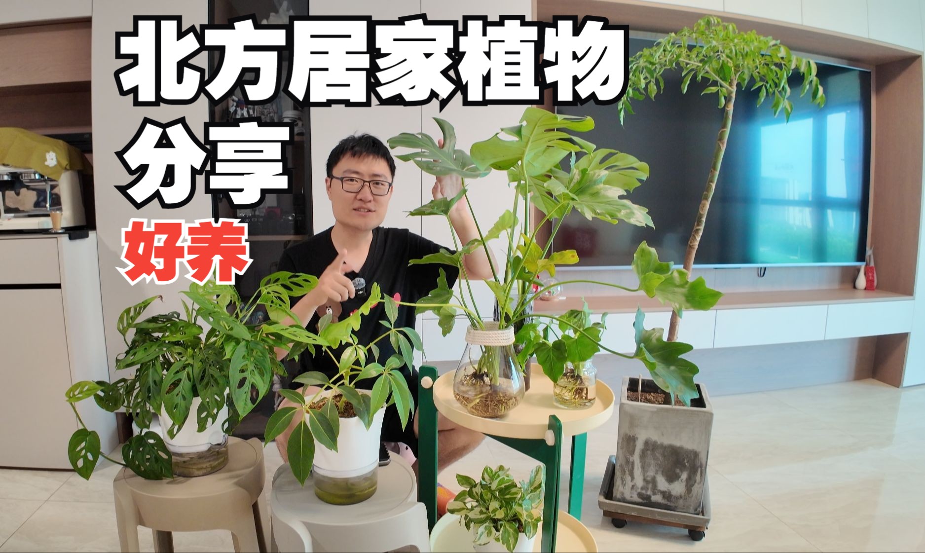 适合北方居家养的绿植分享,已经2个多月了状态不错!哔哩哔哩bilibili