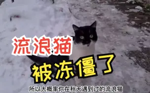 下载视频: 离谱！流浪猫被冻僵，网友:下次投个好地方。