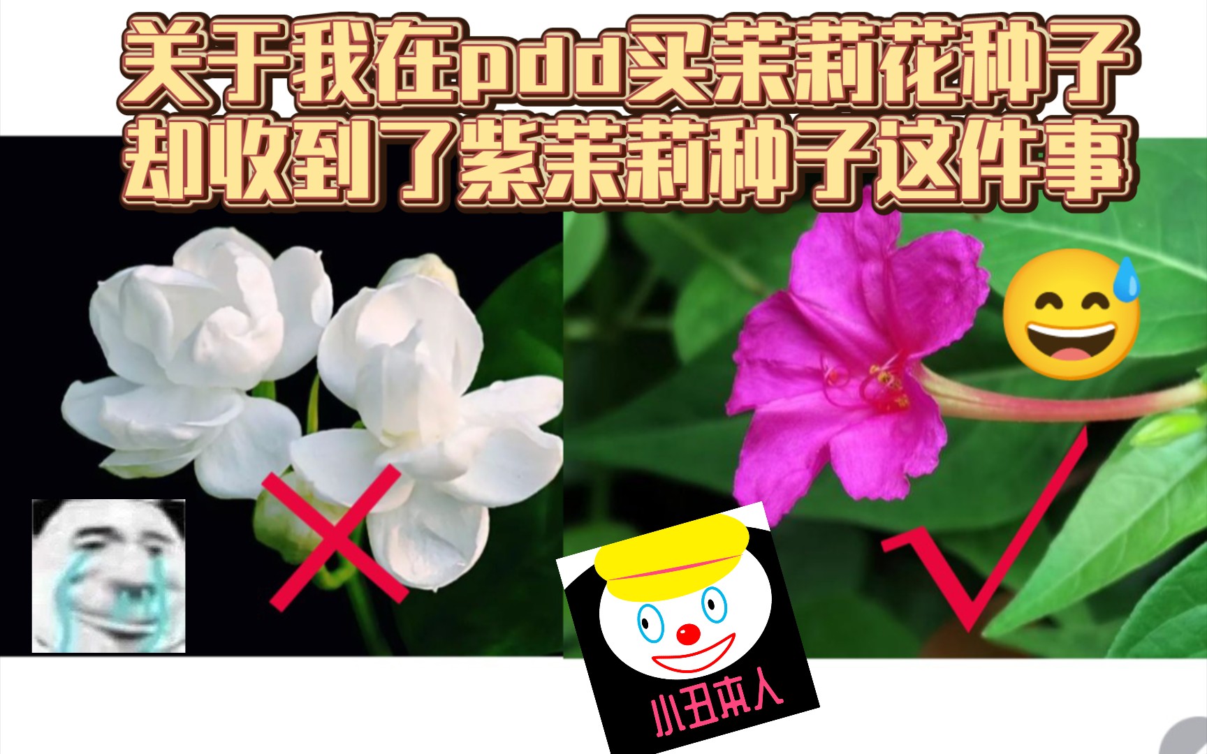 关于我在pdd买茉莉花种子却收到了紫茉莉种子这件事哔哩哔哩bilibili