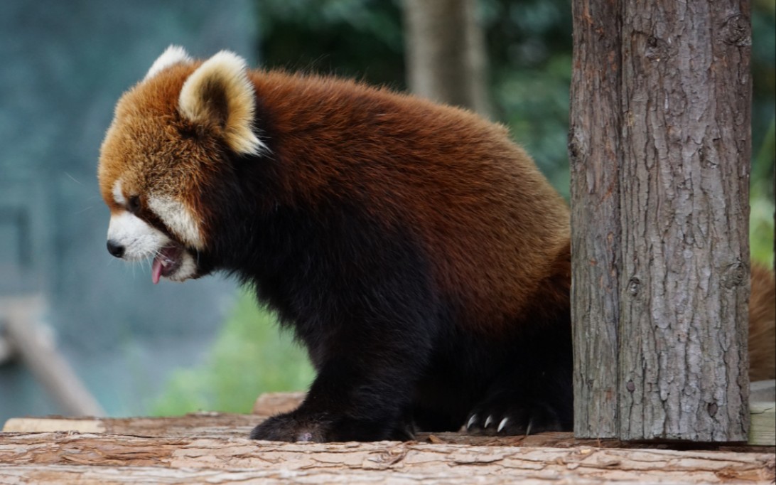 猛兽九节狼捕食画面