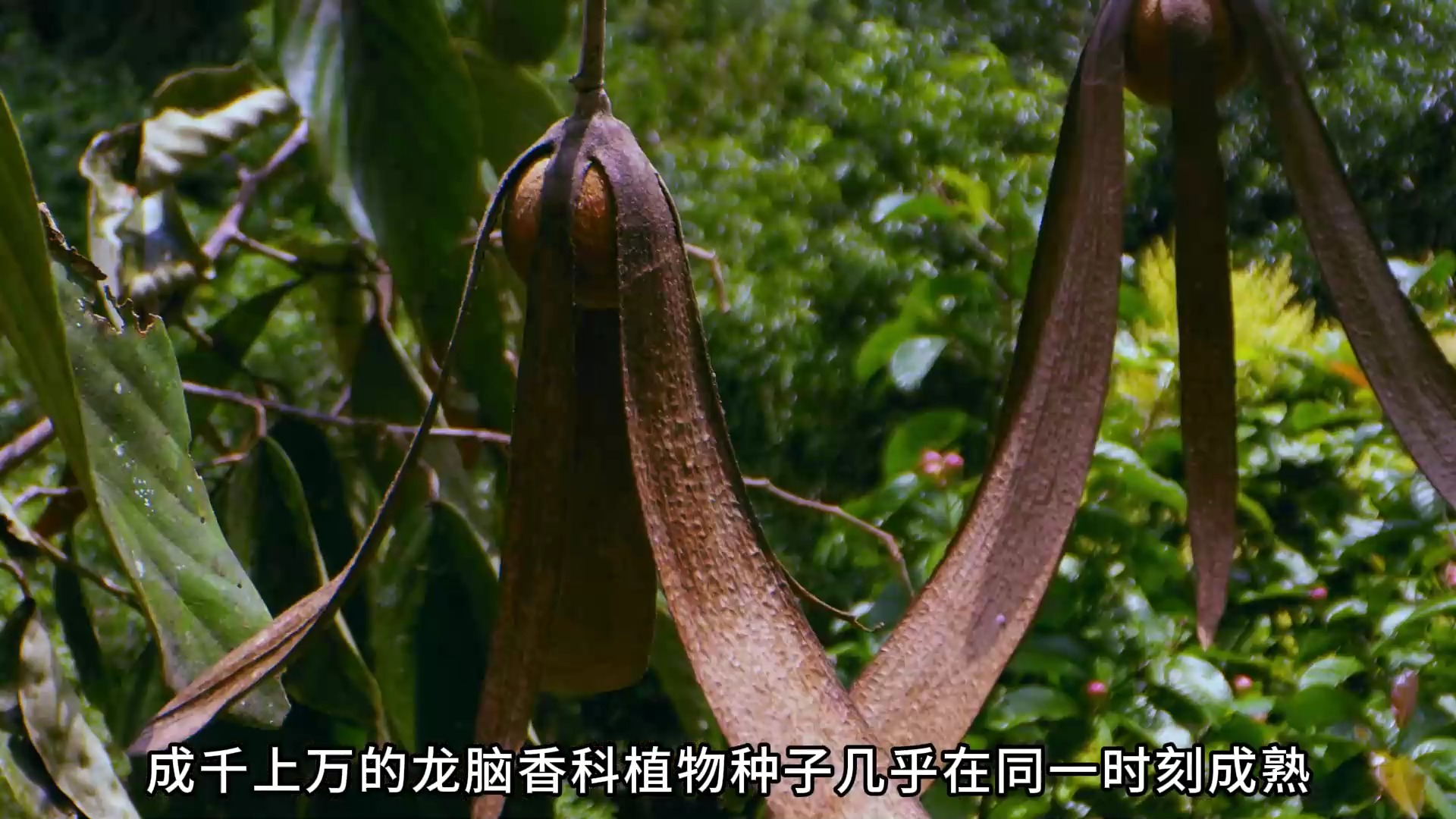 令人惊叹的繁衍方式龙脑香樟树