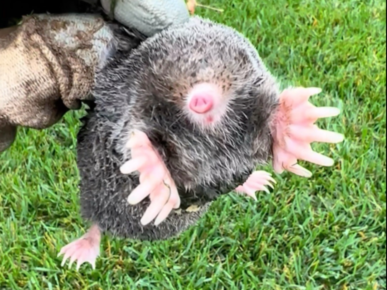 鼹鼠,出生自带两把小铁锹,挖地道是一把好手