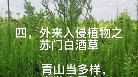 外来入侵植物之苏门白酒草哔哩哔哩bilibili